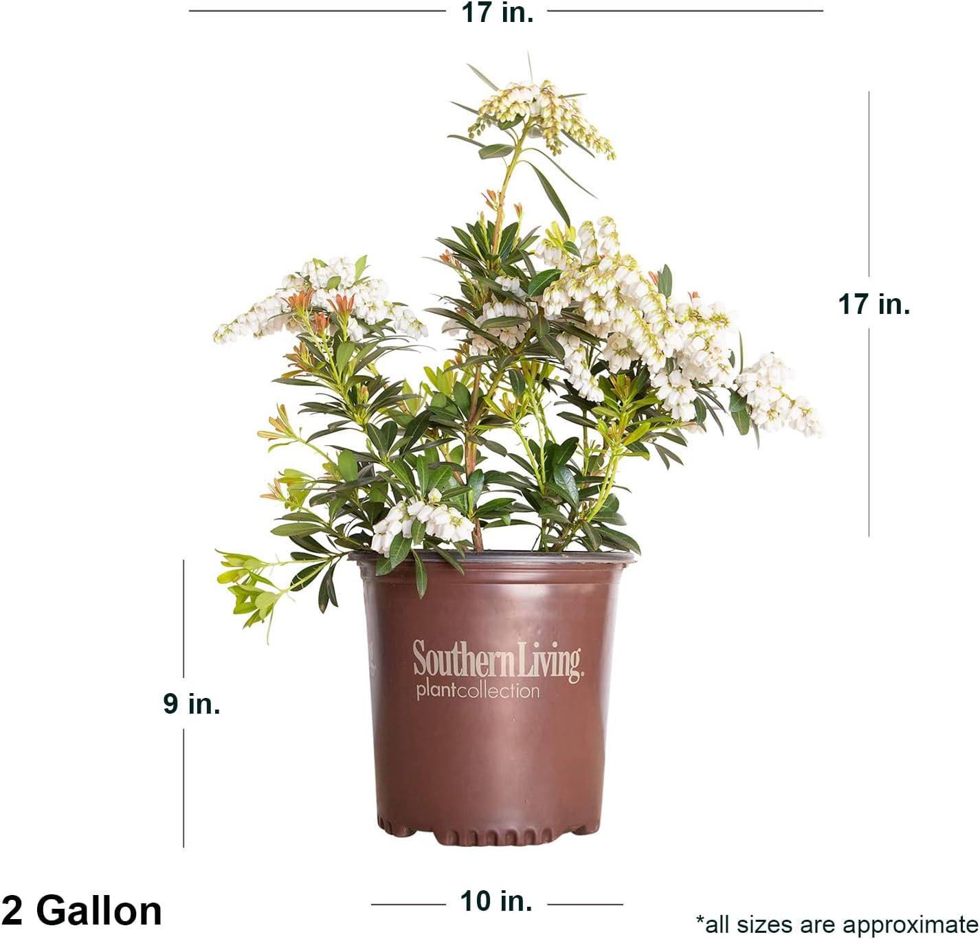 Mountain Snow Pieris (2 Gallon) Blooming Evergreen Shrub with White Flowers - Part Shade to Shade Live Outdoor Plant-2