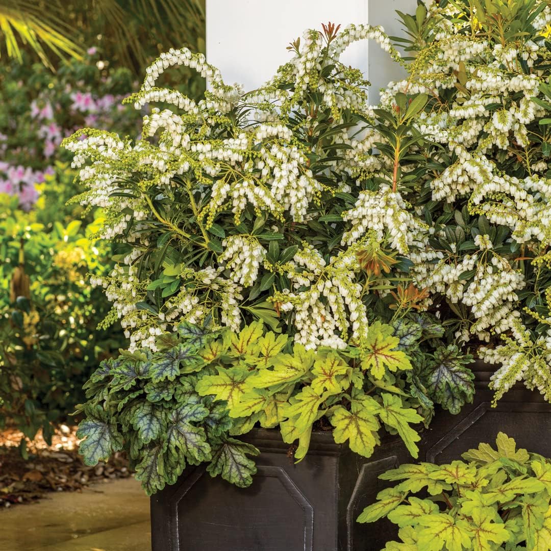 Mountain Snow Pieris (2 Gallon) Blooming Evergreen Shrub with White Flowers - Part Shade to Shade Live Outdoor Plant-4