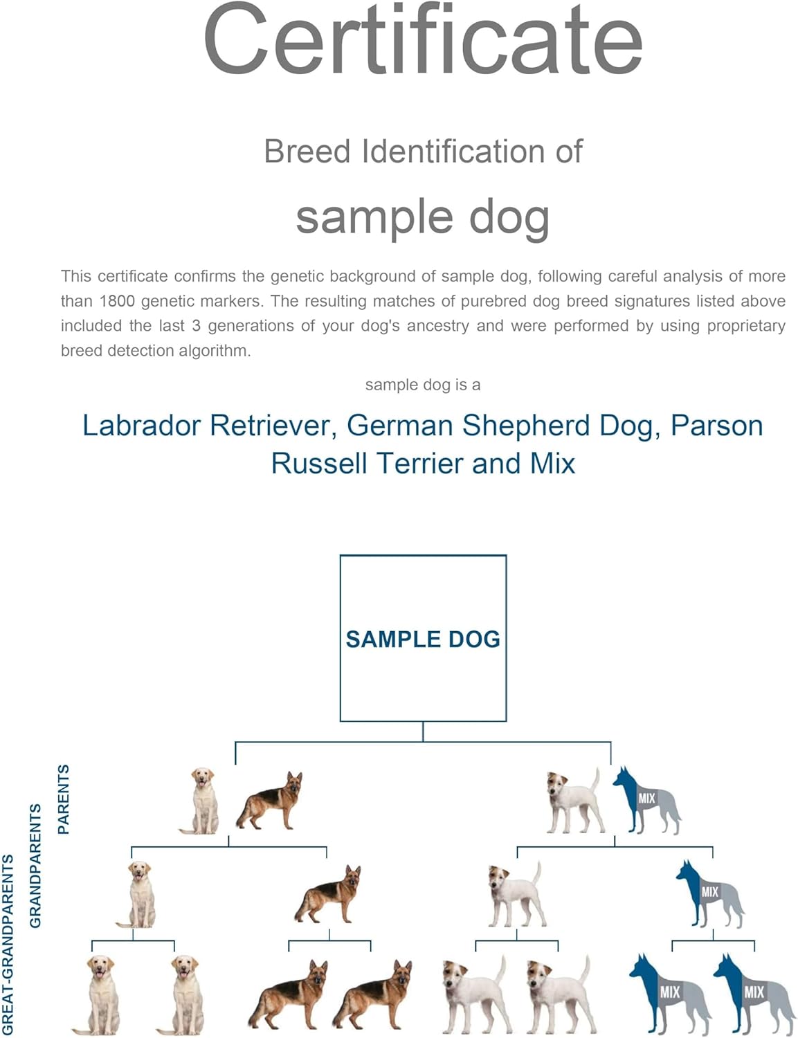 Dog Breed DNA Test Kit for 350+ Breeds by Percentage | Ancestry Family Tree | Predicted Weight | Genetic Traits | A Complete Dog DNA Breed Test Kit with No Extra Fees-1